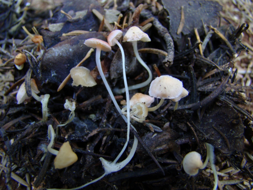 Mycena-floridula-Secr.-DSC03908