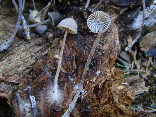 Mycena-leptocephala-Pers.-Gillet-var.-leptocephala-DSC03904