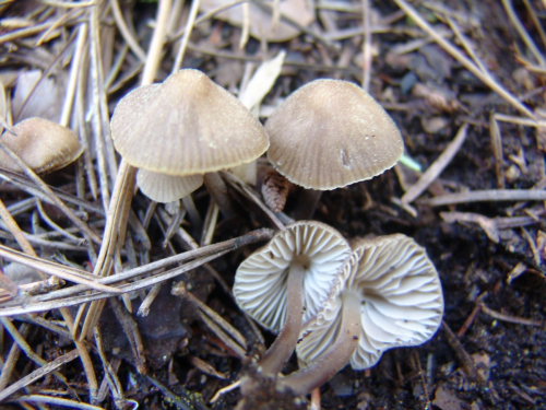 Mycena-leptocephala-Pers.-Gillet-var.leptocephala