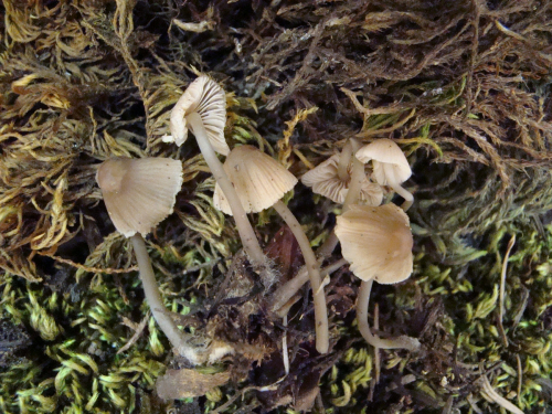 Mycena-metata-Secr.-ex-Fr.-P.-Kumm.-var.-metata-DSC03573