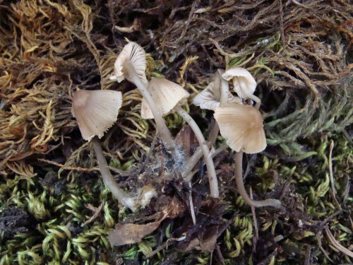Mycena-metata-Secr.-ex-Fr.-P.-Kumm.-var.-metata-DSC03574