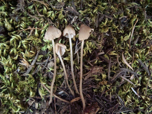 Mycena-metata-Secr.-ex-Fr.-P.-Kumm.-var.-metata-DSC03575