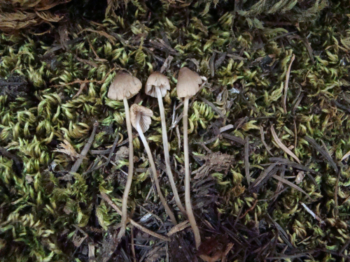 Mycena-metata-Secr.-ex-Fr.-P.-Kumm.-var.-metata-DSC03576