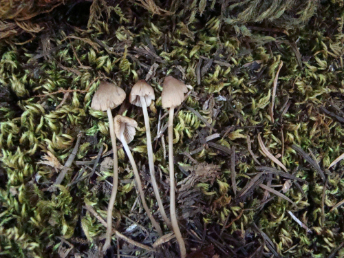 Mycena-metata-Secr.-ex-Fr.-P.-Kumm.-var.-metata-DSC03577