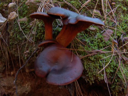 Omphalotus-illudens-Schwein.-Bresinsky-Besl-DSC03230