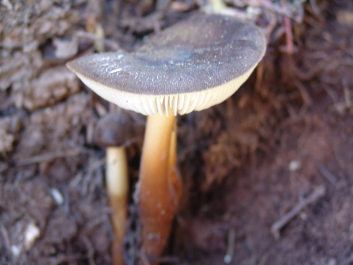 Oudemansiella-melanotricha-Dorfelt-M.M.-Moser-DSC01867-94