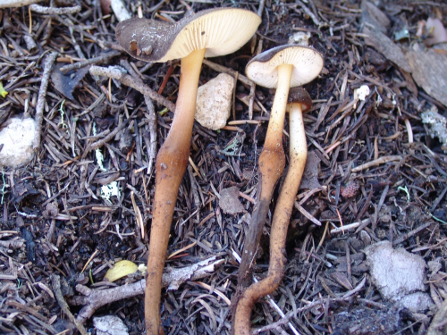Oudemansiella-melanotricha-Dorfelt-M.M.-Moser-DSC01869-95