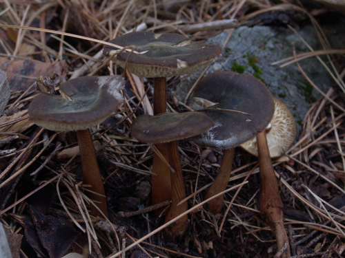 Oudemansiella-melanotricha-Dorfelt-M.M.-Moser-DSC03405