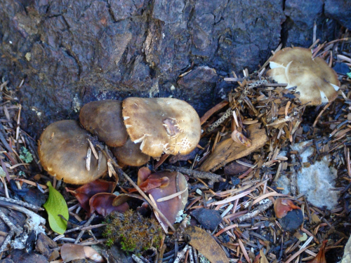Oudemansiella-melanotricha-Dorfelt-M.M.-Moser-DSC03754