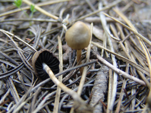 Panaeolus-fimicola-Pers.-Gillet