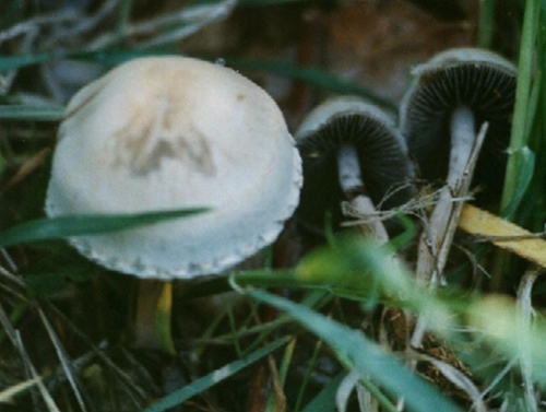 Panaeolus-papilionaceus-Bull.-Quel.-var.-papilionaceus