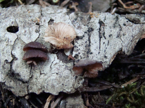 Panellus-violaceofulvus-Batsch-Singer-DSC03495