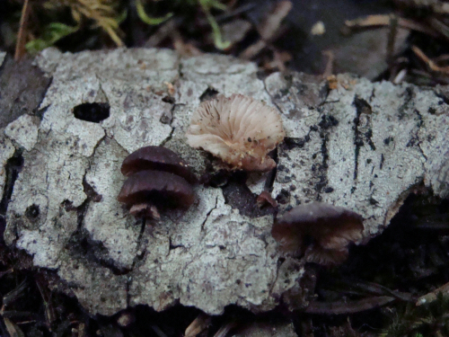 Panellus-violaceofulvus-Batsch-Singer-DSC03496