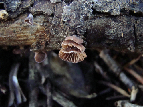 Panellus-violaceofulvus-Batsch-Singer-DSC03779