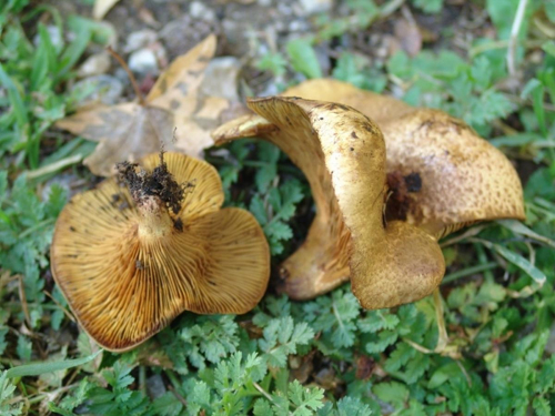 Paxillus-involutus-Batsch-Fr.-DSC02183
