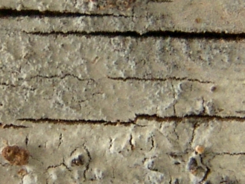 Peniophorella-praetermissa-P.-Karst.-K.H.-Larss.-DSC02398 (1)