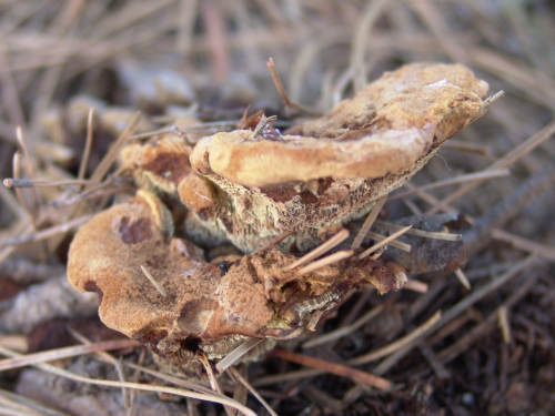 Phaeolus-schwenitzii-Fr.-Pat.-DSC01809
