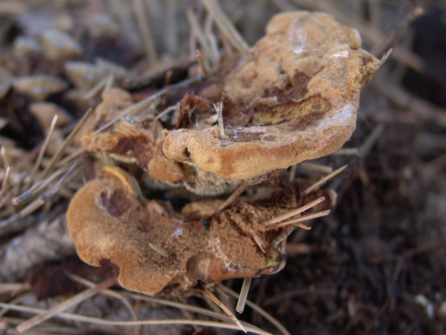 Phaeolus-schwenitzii-Fr.-Pat.-DSC01810
