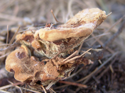 Phaeolus-schwenitzii-Fr.-Pat.-DSC01811