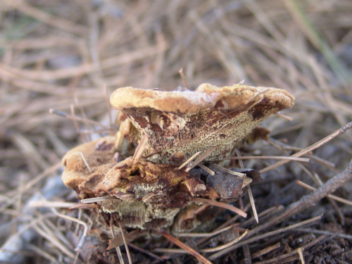 Phaeolus-schwenitzii-Fr.-Pat.-DSC01812