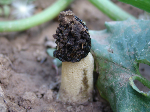 Phallus-hadriani-Vent.-DSC01525