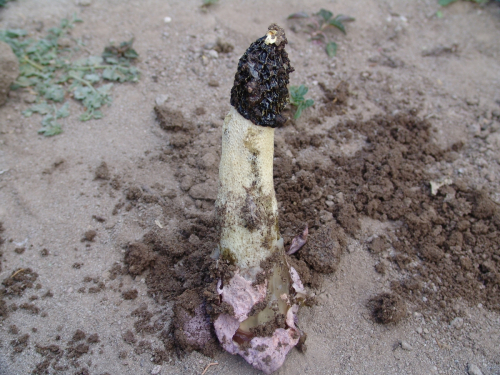 Phallus-hadriani-Vent.-DSC01526