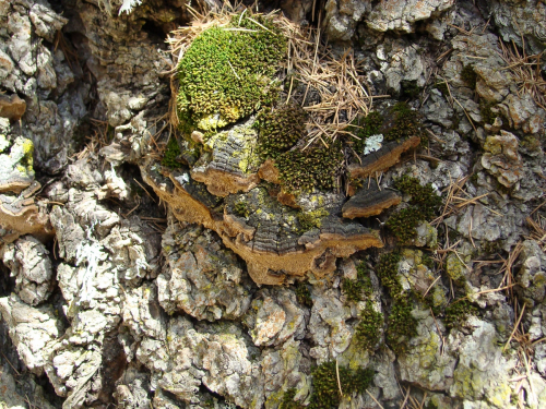 Phellinus-chrysoloma-chrysoloma-Fr.-Donk-DSC01462