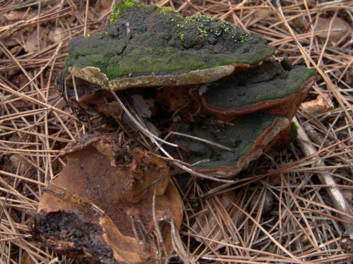 Phellinus-torulosus-Pers.-Bourdot-Galzin-DSC03102