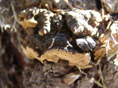 Phellinus-vorax-Harkn.-Cerny-DSC01901