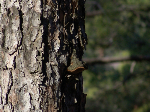 Phellinus-vorax-Harkn.-Cerny-DSC03352
