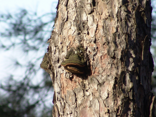Phellinus-vorax-Harkn.-Cerny-DSC03353