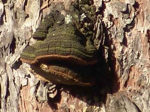 Phellinus-vorax-Harkn.-Cerny-DSC03354