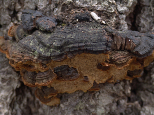 Phellinus-vorax-Harkn.-Cerny-DSC03429