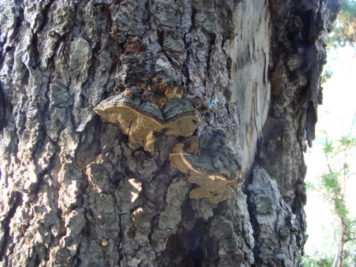 Phellinus-vorax-Harkn.-Cerny-DSC03713