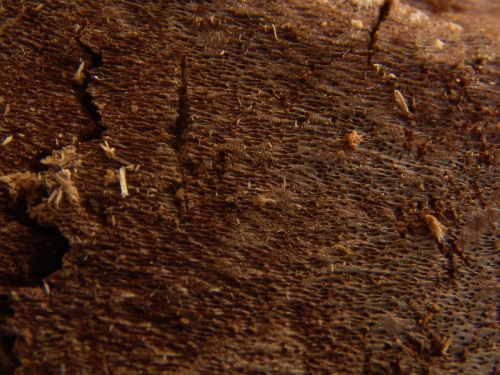 Phellinus-weirii-Murrill-Gilb.-DSC02327