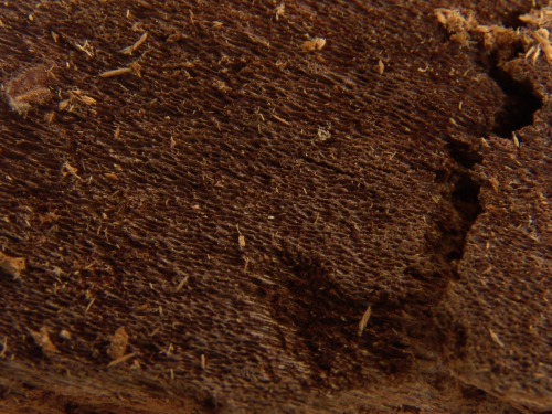 Phellinus-weirii-Murrill-Gilb.-DSC02328