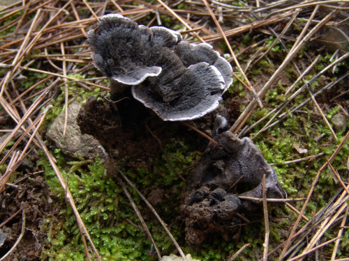 Phellodon-confluens-Pers.-Pouzar-DSC03082