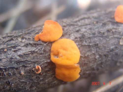 Pithya-vulgaris-Fuckel-DSC03817