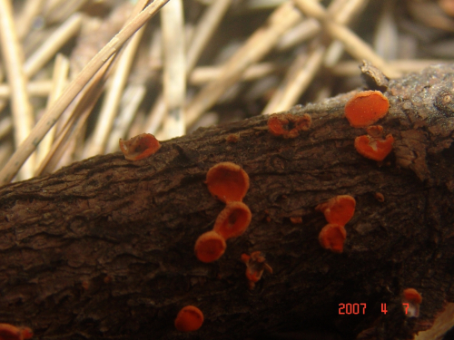 Pithya-vulgaris-Fuckel-DSC03818