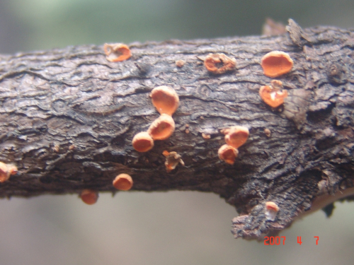 Pithya-vulgaris-Fuckel-DSC03819