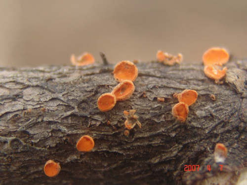Pithya-vulgaris-Fuckel-DSC03820