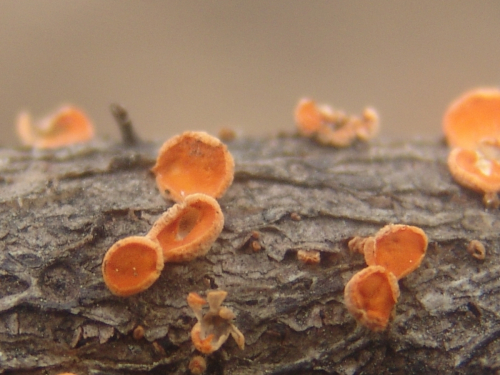 Pithya-vulgaris-Fuckel-DSC03821