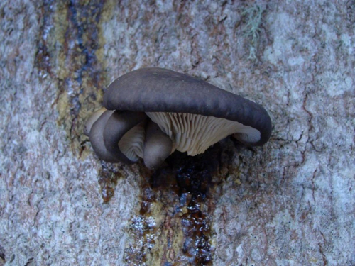Pleurotus-ostreatus-Jacq.-P.-Kumm.