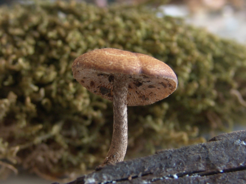 Polyporus-arcularius-Batsch-Fr.-DSC03237