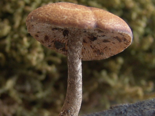 Polyporus-arcularius-Batsch-Fr.-DSC03238