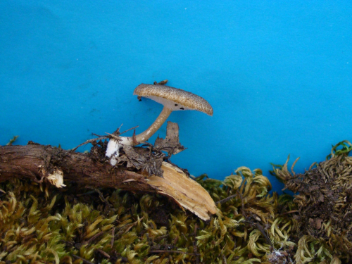 Polyporus-brumalis-Pers.-Fr.-DSC04256