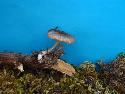 Polyporus-brumalis-Pers.-Fr.-DSC04257