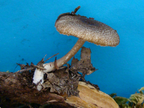 Polyporus-brumalis-Pers.-Fr.-DSC04258