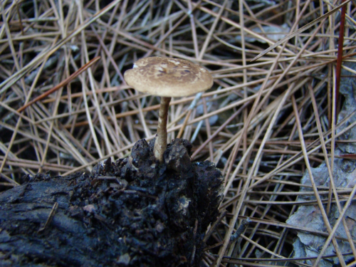Polyporus-meridionalis-A.-David-H.-Jahn-DSC00600