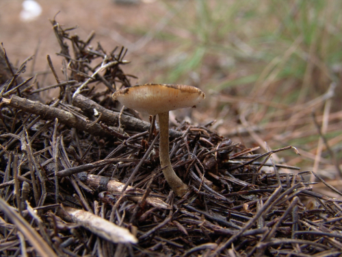 Polyporus-meridionalis-A.-David-H.-Jahn-DSC03105